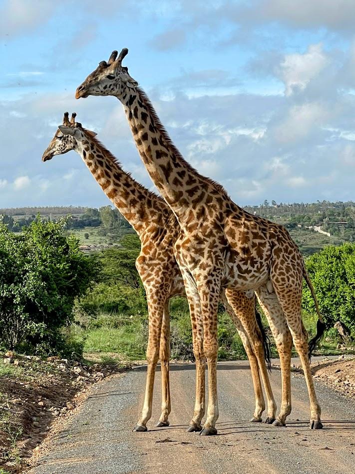 Two giraffes standing tall crossing the road in Kenya — stunning wildlife encounter on a GDP missions trip safari