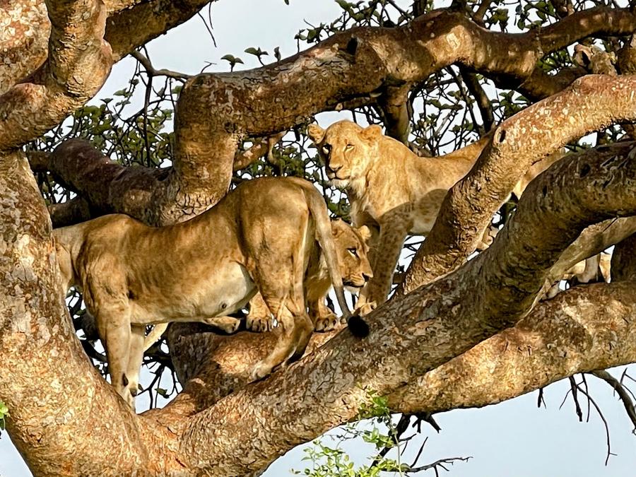 Lions in a tree — tree-climbing lions in East Africa, seen on a GDP Kenya missions trip safari